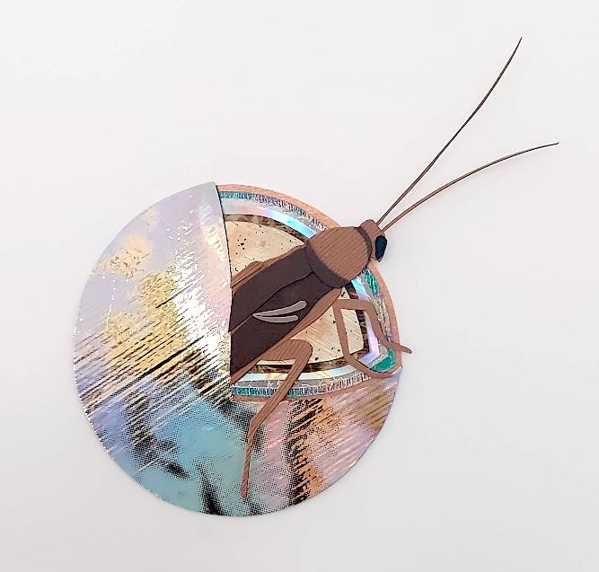 Roach in a Pearl