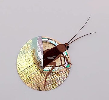 Roach in a Pearl