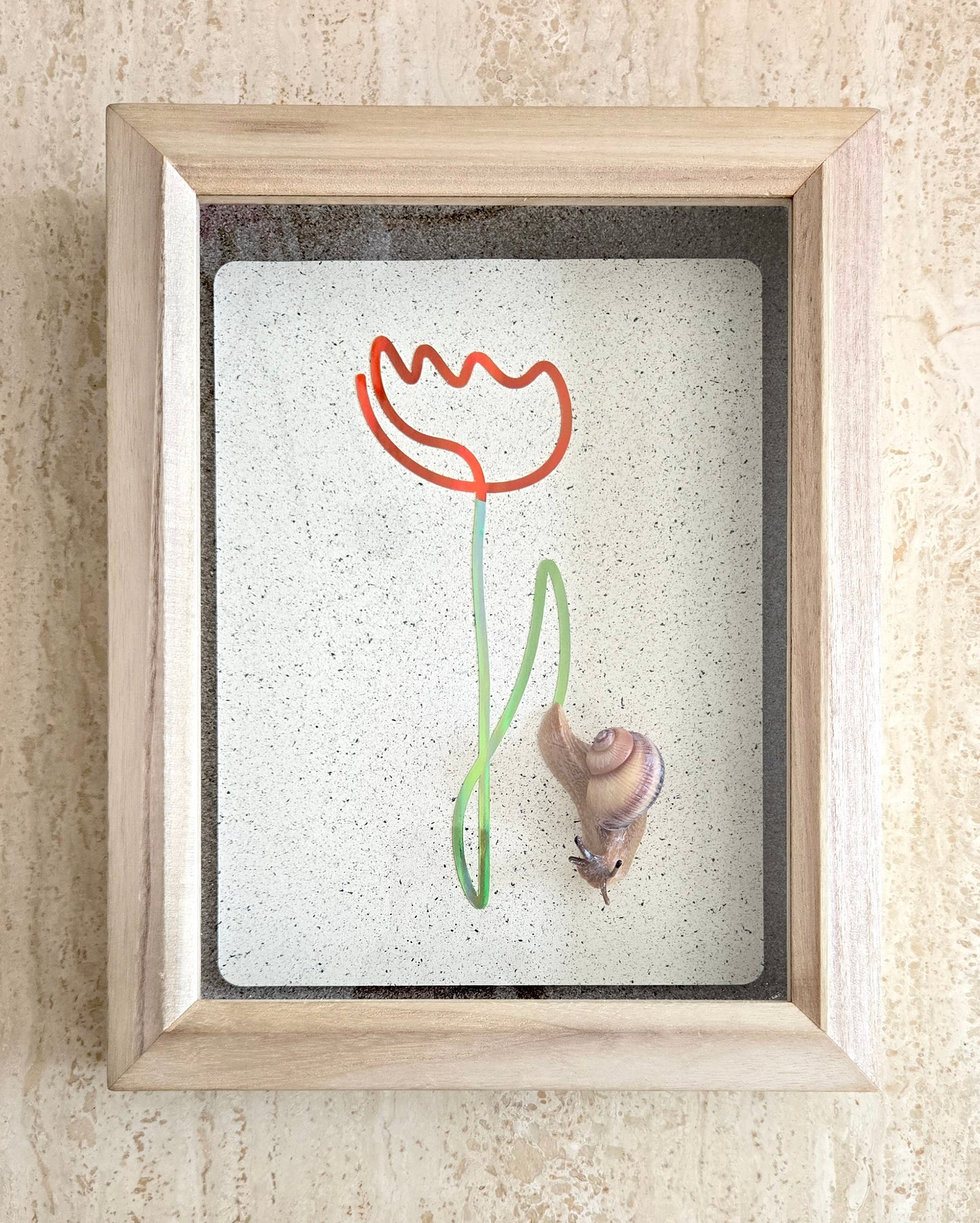 Snail Trail "Red Tulip"