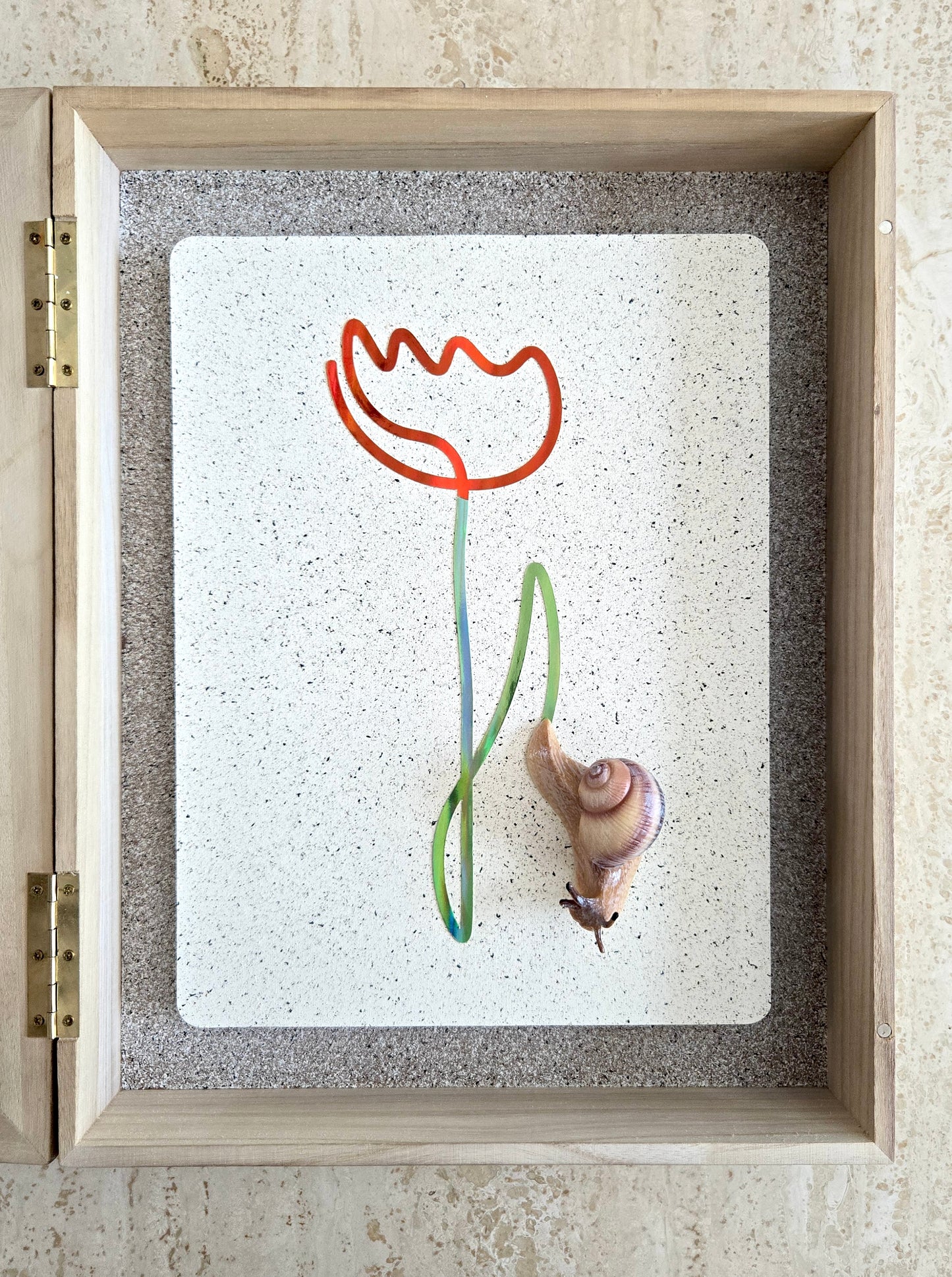 Snail Trail "Red Tulip"