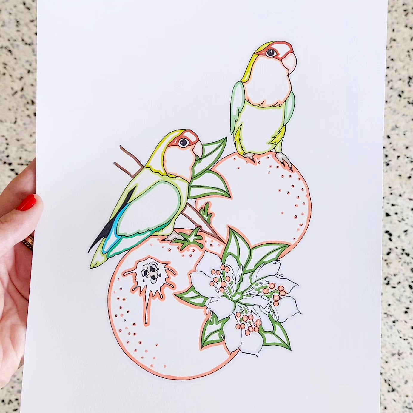 Florida Lovebirds Drawing
